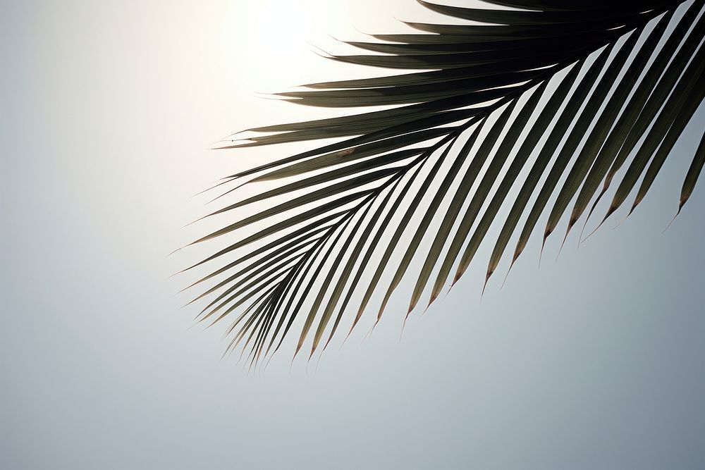 Palm sunlight outdoors nature. AI generated Image by rawpixel.