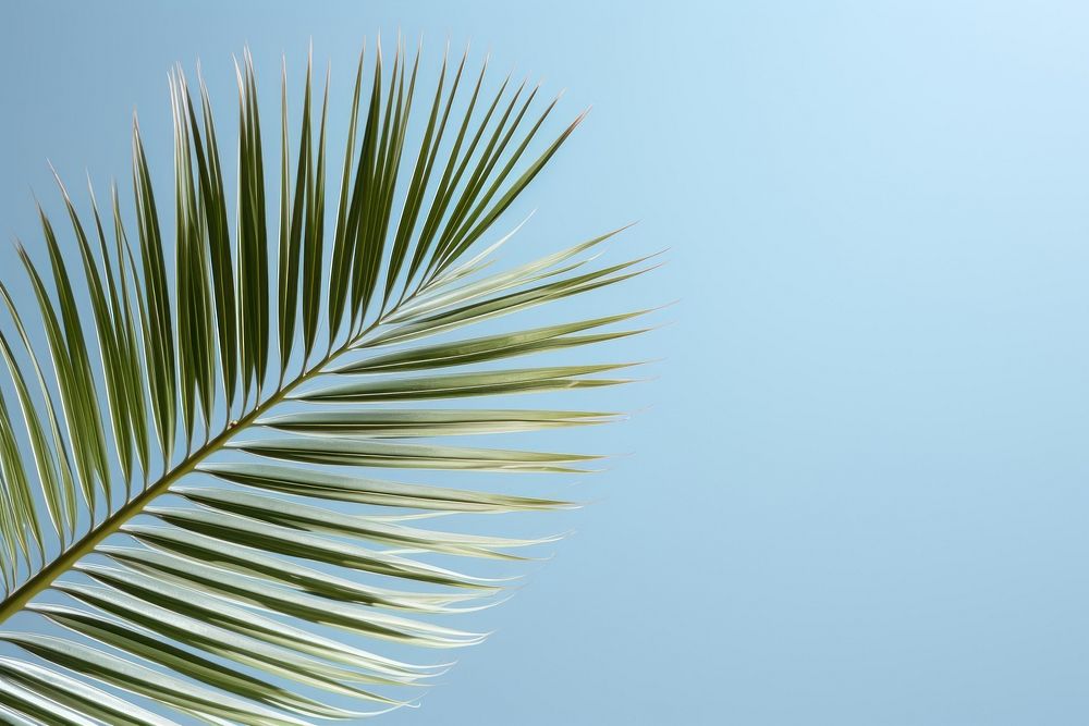 Palm sunlight outdoors nature. AI generated Image by rawpixel.