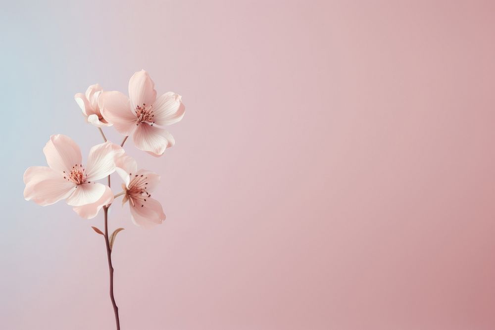  Pastel background flower blossom petal. AI generated Image by rawpixel.