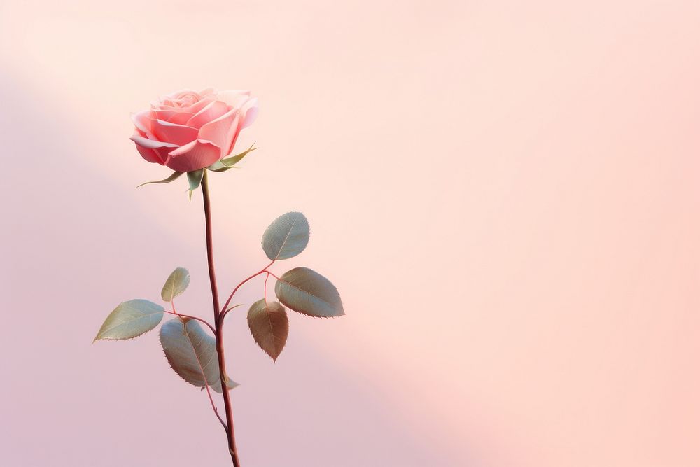  Pastel background rose flower petal. AI generated Image by rawpixel.