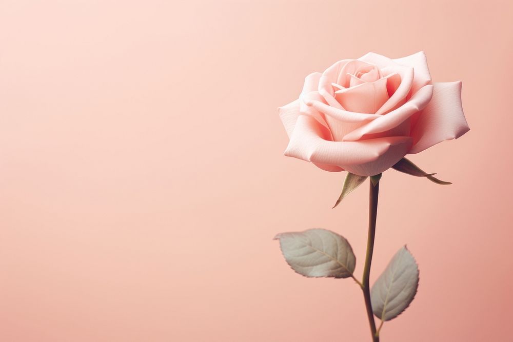  Pastel background rose flower plant. AI generated Image by rawpixel.
