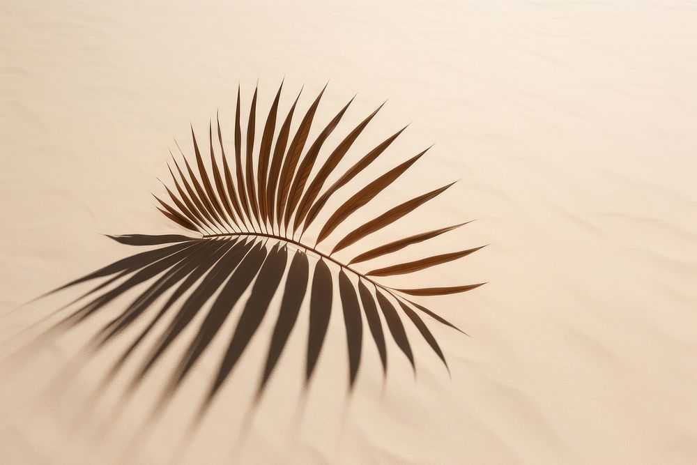 Shadow of palm outdoors nature plant. AI generated Image by rawpixel.