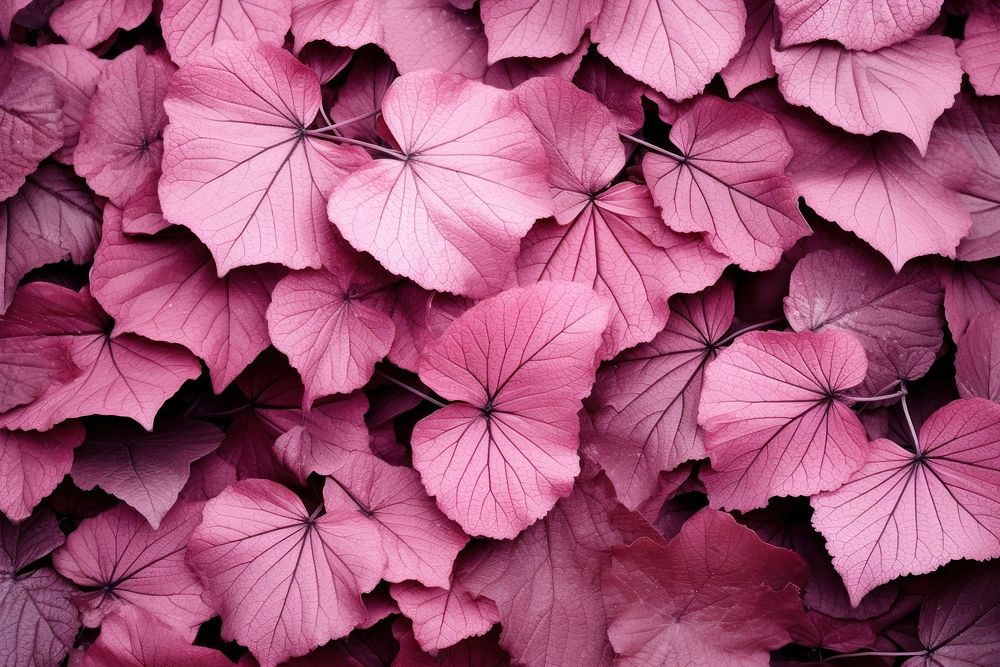 Pink leaves background backgrounds flower purple.