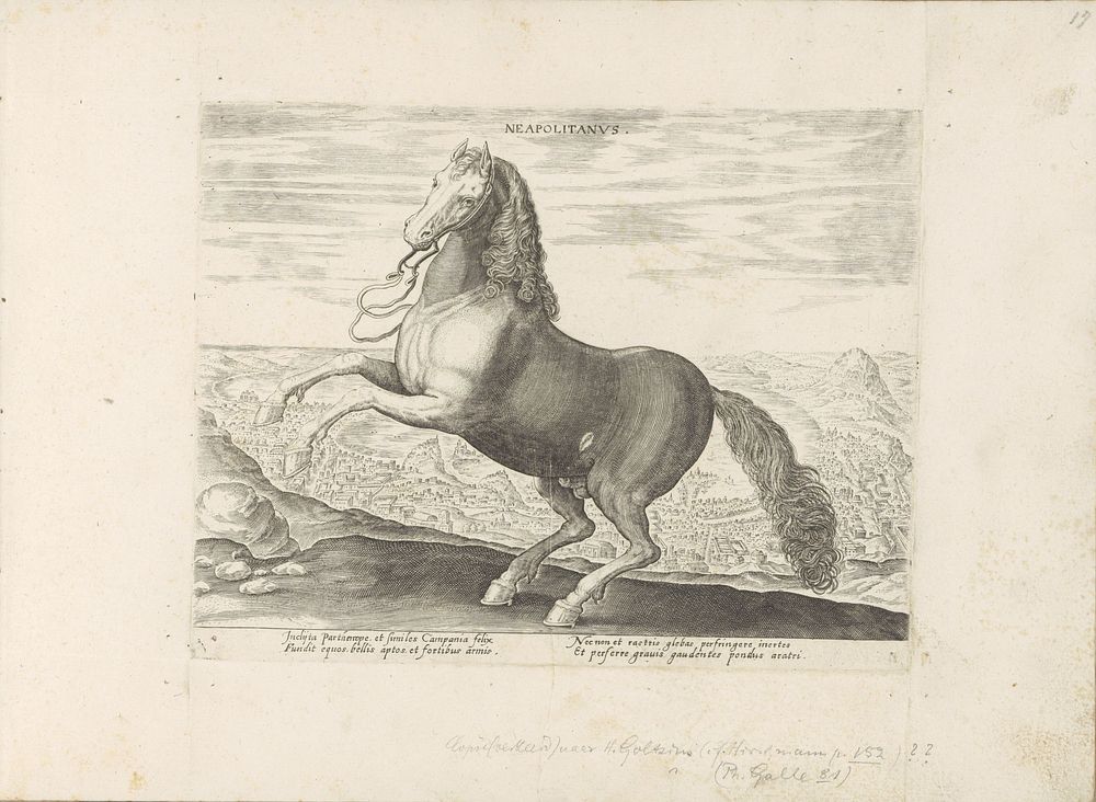 Paard uit Napels (1624 - before 1648) by anonymous, Philips Galle, Jan van der Straet and Marcus Sadeler