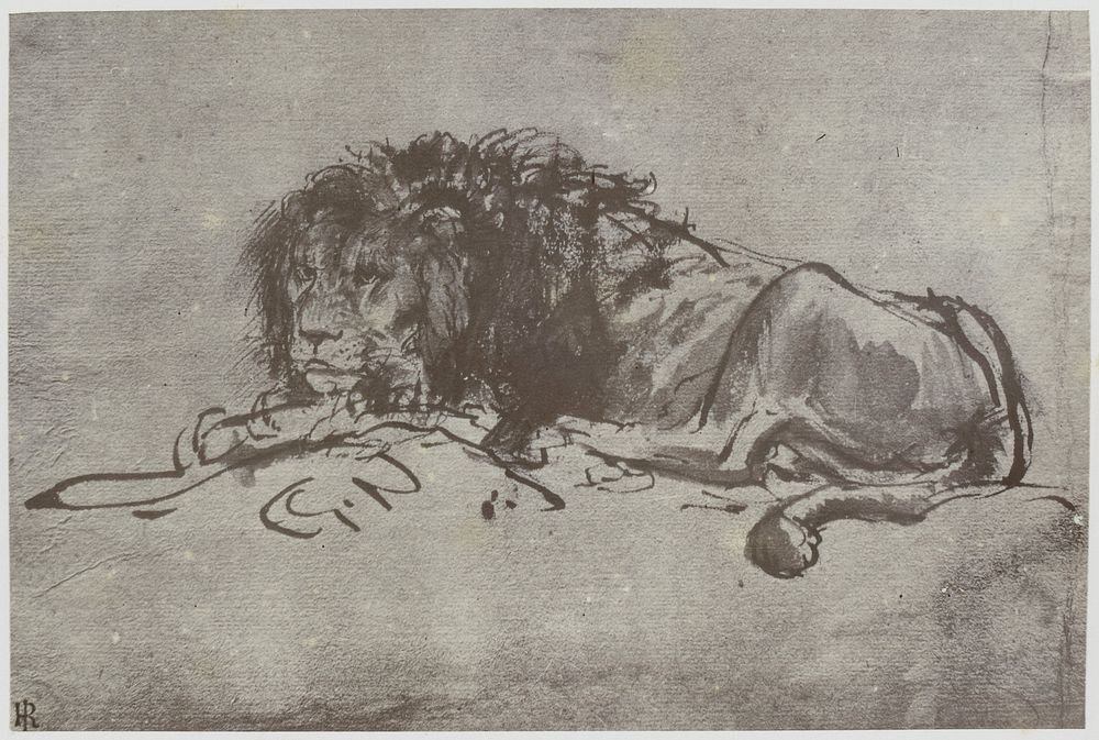 Rembrandt, A Lion (1855 - 1858) by Philip Henry Delamotte, Thomas Frederick Hardwich and Bell and Daldy