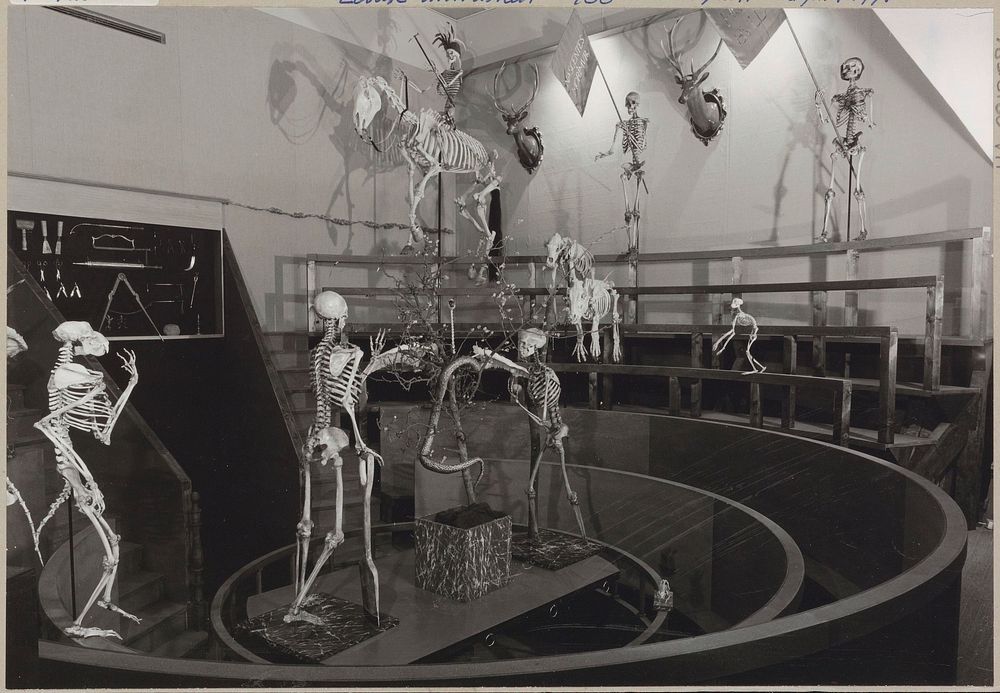 Reconstructie van het Theatrum Anatomicum met instrumentenkast en skeletten van mensen en dieren (c. 1975) by Rijksmuseum…
