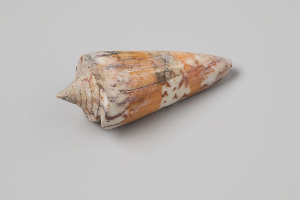 Conus generalis shell from the wreck of the Dutch East India ship Witte Leeuw (before 1613) by niet van toepassing