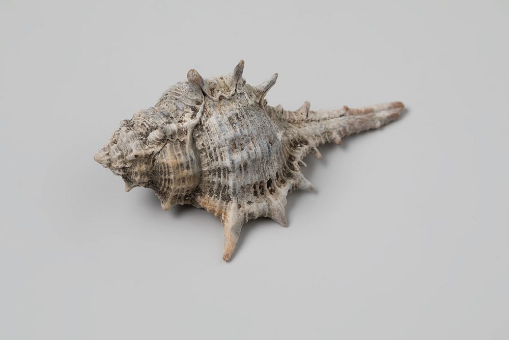 Murex ternispina shell from the wreck of the Dutch East India ship Witte Leeuw (before 1613) by niet van toepassing