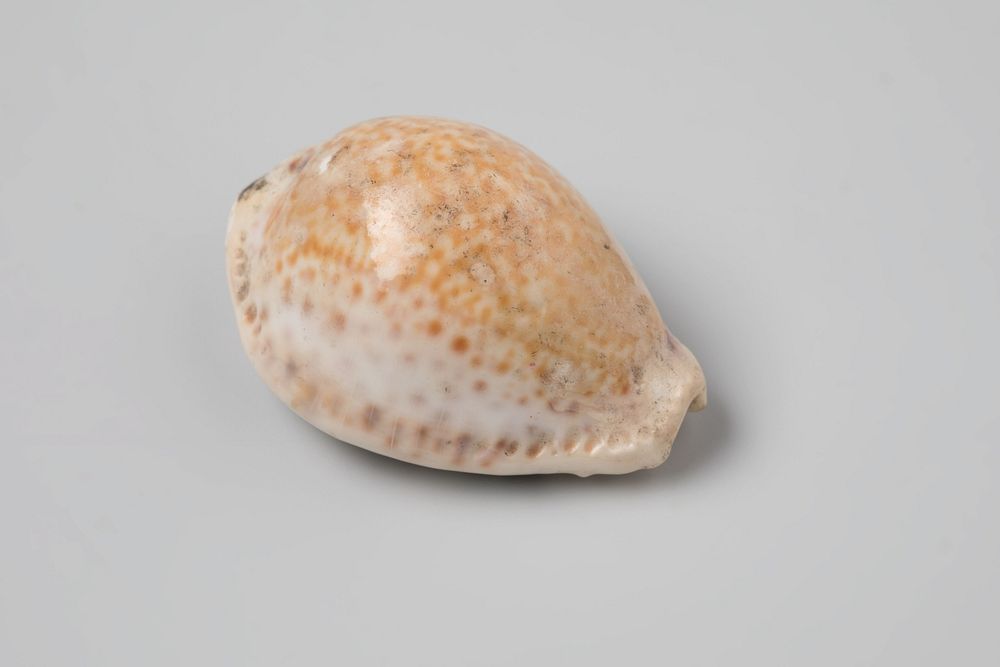 Erosaria spurca shell from the wreck of the Dutch East India ship Witte Leeuw (before 1613) by niet van toepassing