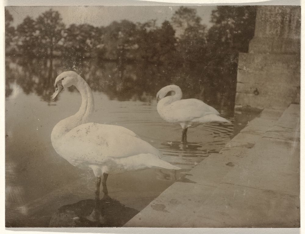 Twee zwanen staand in het water, bij een stenen rand met bomen op de achtergrond (1900 - 1950) by anonymous