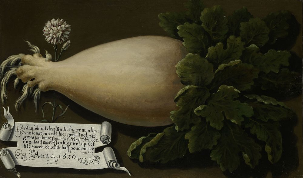 A Giant Radish (1626) by anonymous
