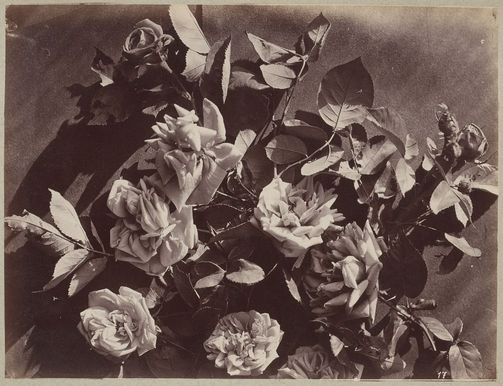 Bloemstudie (c. 1875 - c. 1895) by Charles Aubry, A Calavas and Bolotte and Martin