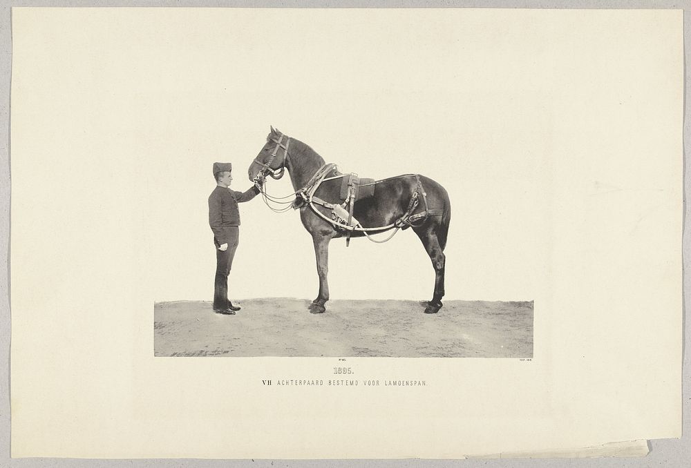 Opgetuigd legerpaard, en profil gezien (1895) by anonymous and Topografische Inrichting