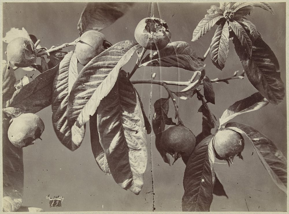Stilleven met mispels (1864 - 1872) by Charles Aubry