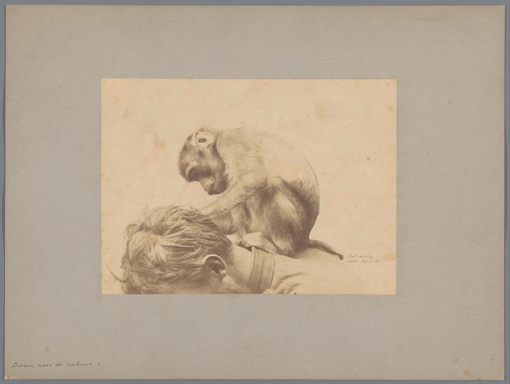 Aap die het hoofd van een mens vlooit (c. 1886) by Ottomar Anschütz