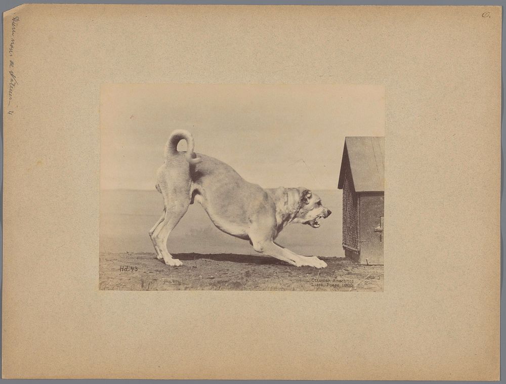 Hond in een aanvallende houding tegenover een hok (c. 1886) by Ottomar Anschütz