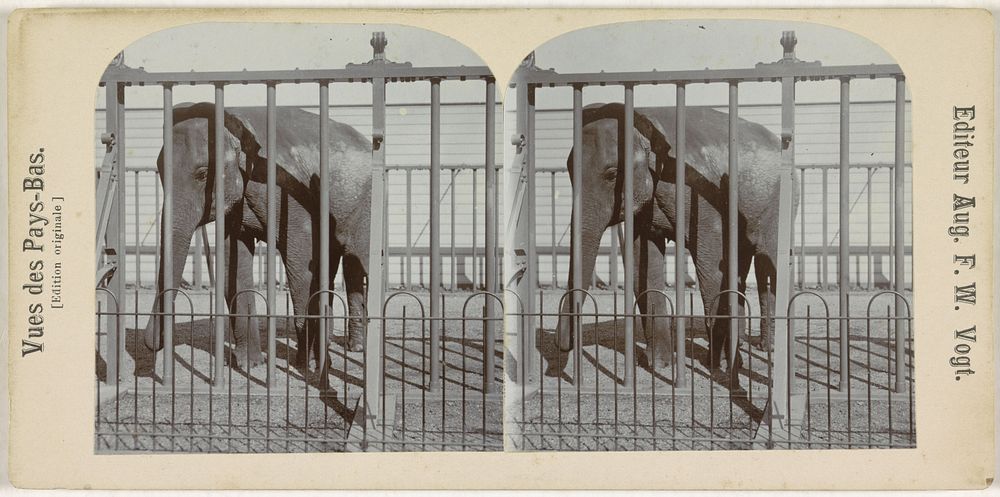 Olifant in dierentuin (Artis?), Nederland (1920 - 1940) by August Frederik Willem Vogt and August Frederik Willem Vogt