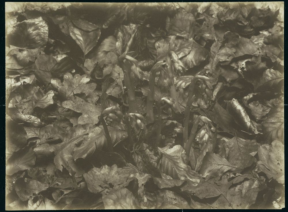 Sneeuwklokjes tussen bladeren (1900 - 1930) by Richard Tepe