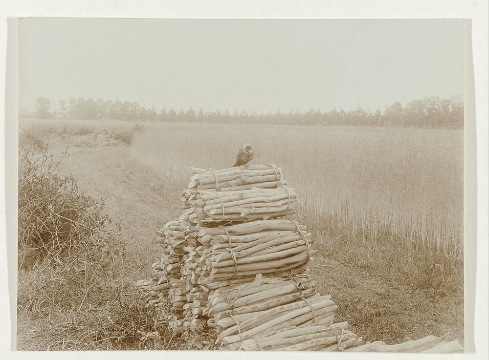 Kauw op een stapel hakhout in een open veld (1900 - 1930) by Richard Tepe