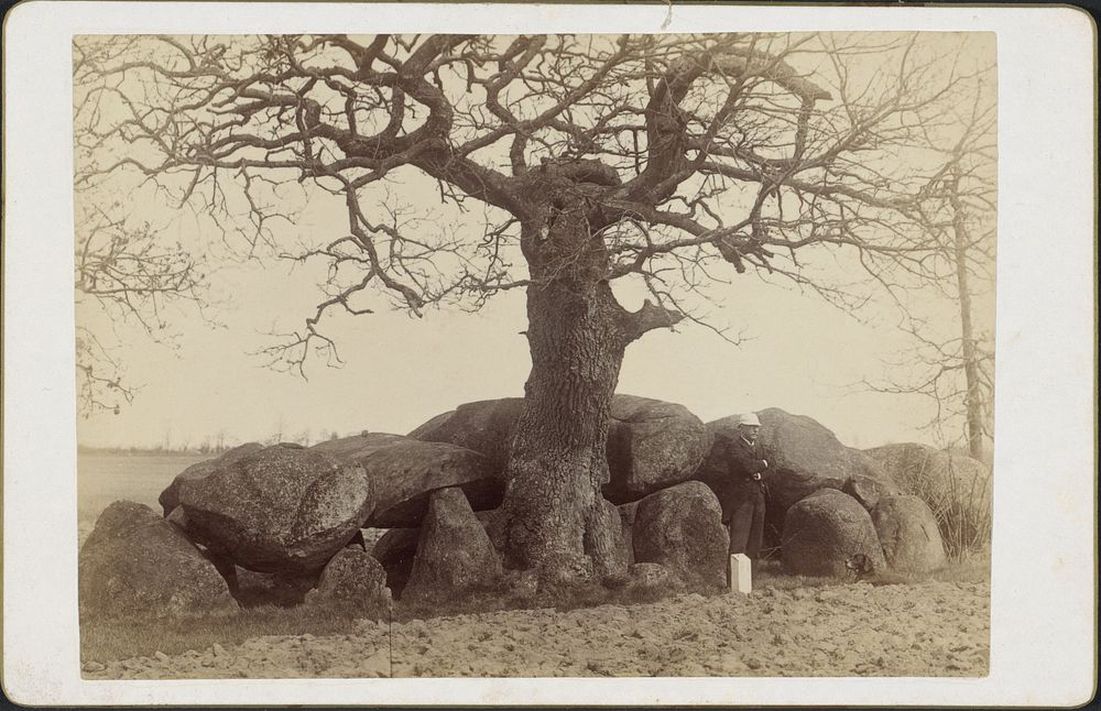 Hunebed met eikeboom en staande man, Drenthe (c. 1891 - c. 1896) by Johannes Gerardus Kramer and Van Gorcum and Co