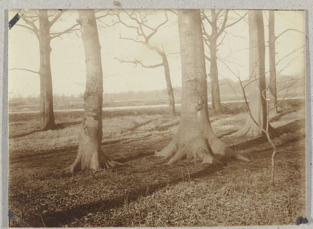 Gezicht in het Haagse Bos (1923) by anonymous