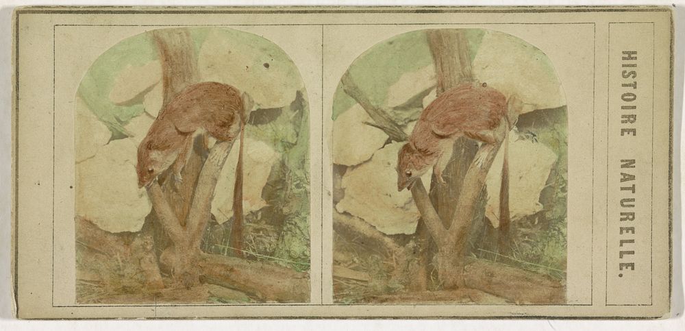 Penseelstaartbuidelmuis (c. 1860 - c. 1920) by anonymous