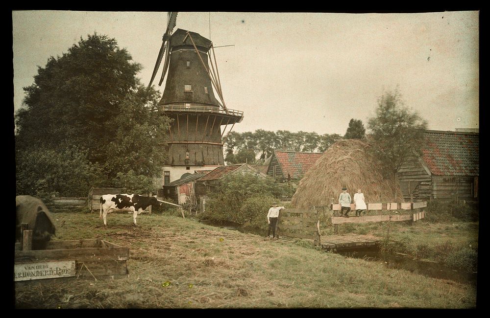 Farm Scene, with a Windmill, Tethered Cow and Posing Children, Netherlands (1912) by anonymous