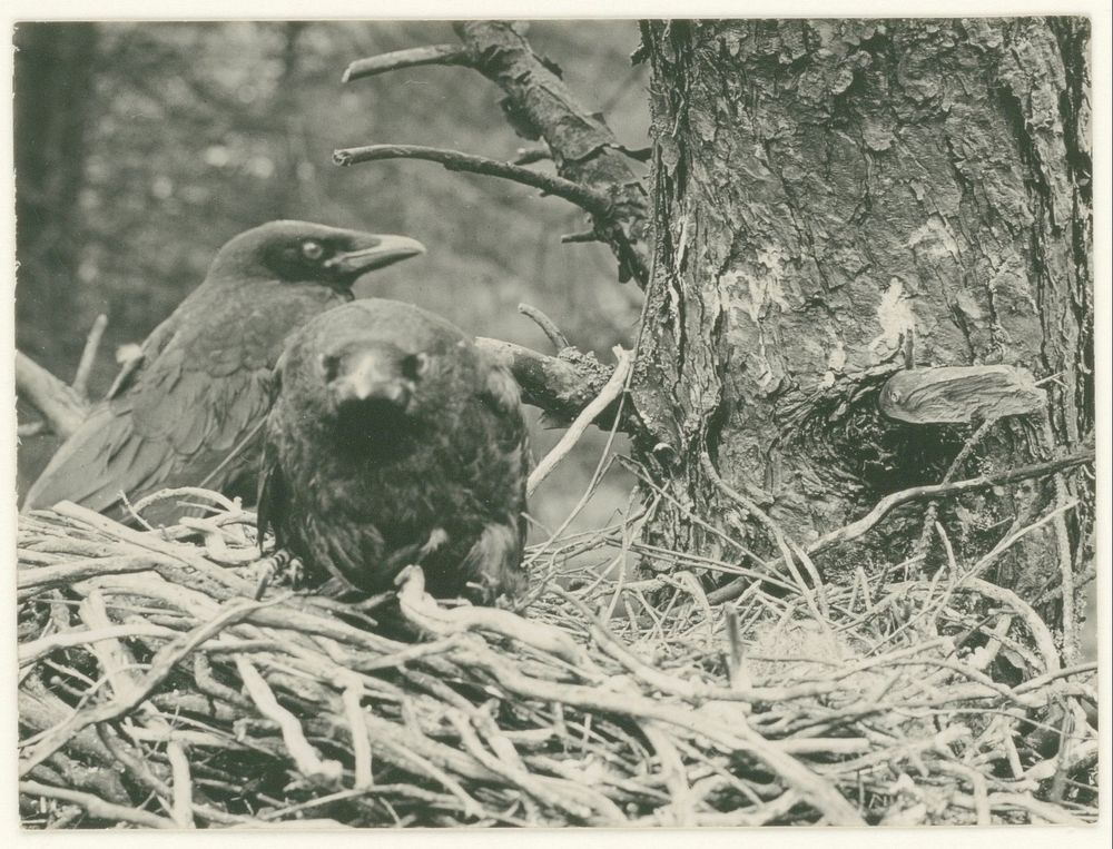 Twee jonge kraaien op hun nest (1900 - 1930) by Richard Tepe