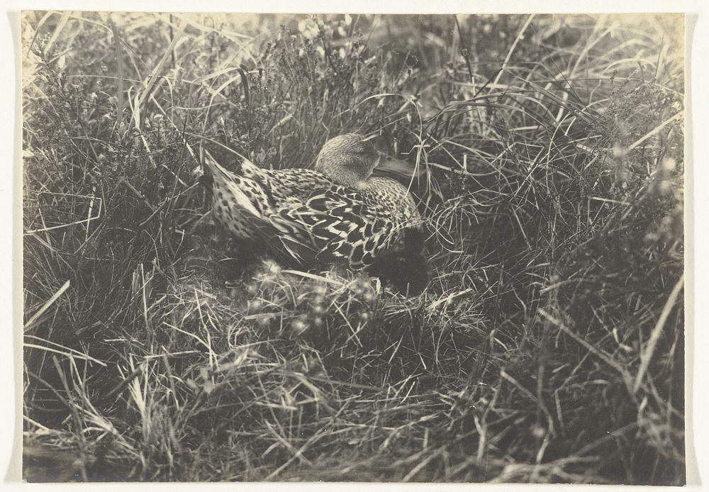 Slobeend zittend op een nest met nauwelijks uitgekomen kuikens, Texel (vogels) (1900 - 1930) by Richard Tepe
