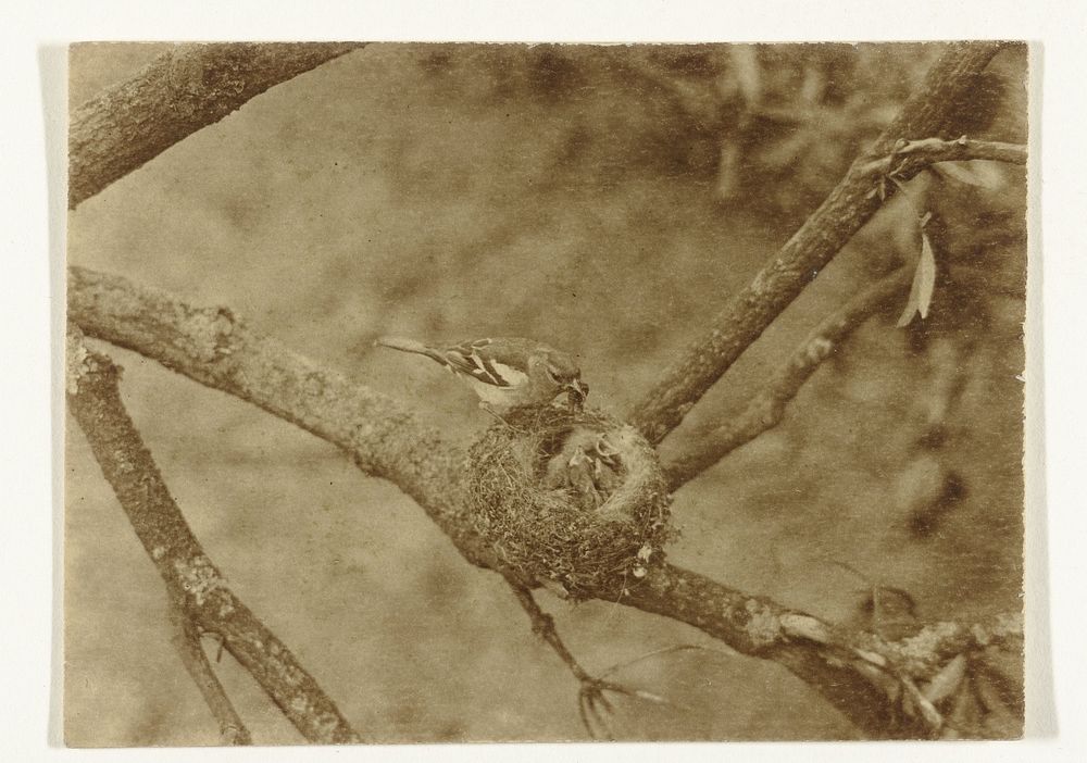 Vink bij nest met jongen (vogels) (1900 - 1930) by Richard Tepe