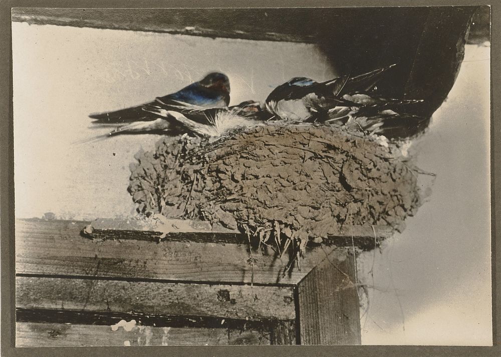 Vogels op een nest (1900 - 1930) by Richard Tepe