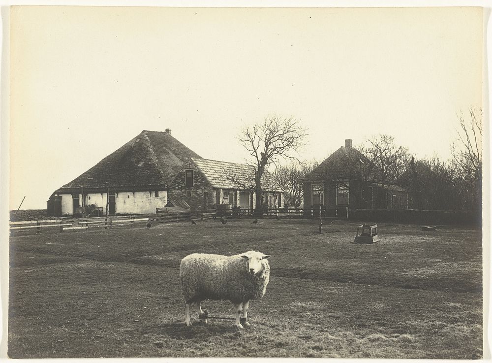 Schaap in een weiland voor een boerderij op Texel (c. 1900 - c. 1930) by Richard Tepe