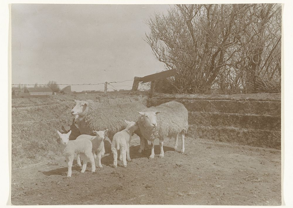 Twee schapen met lammeren op Texel (c. 1900 - c. 1930) by Richard Tepe