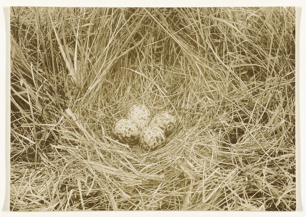 Nest met eieren van een tureluur op Texel (c. 1900 - c. 1930) by Richard Tepe