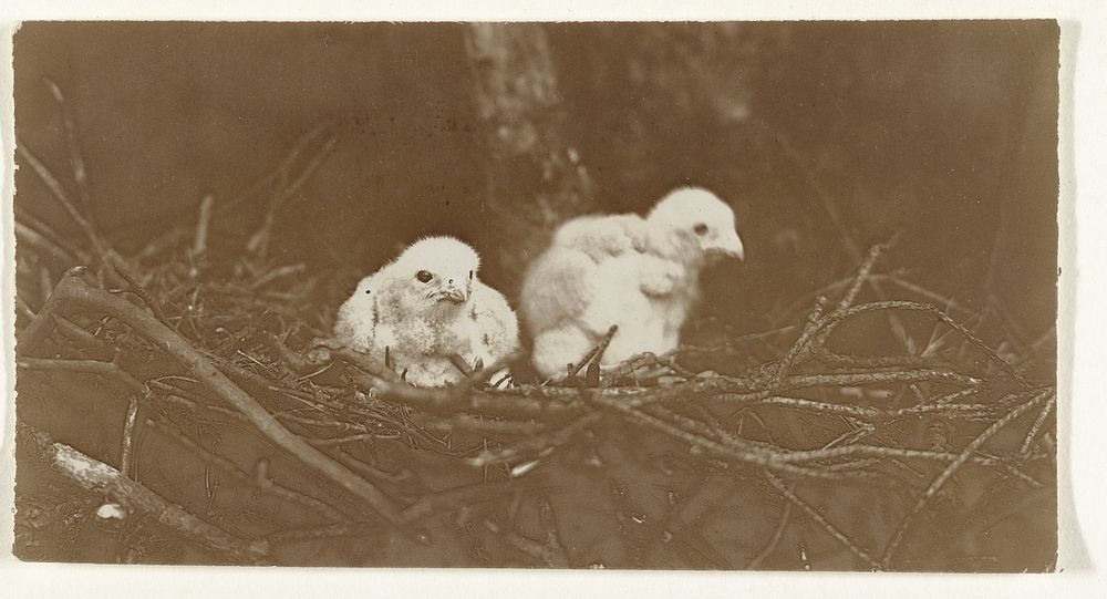 Twee jonge vogels op een nest (vogels) (1900 - 1930) by Richard Tepe