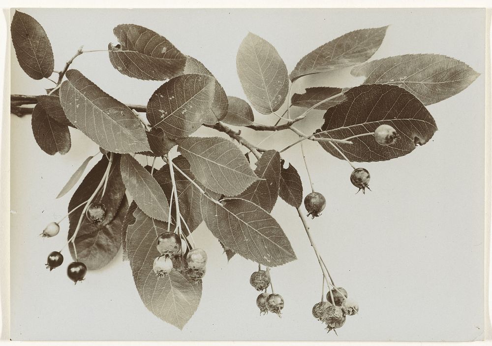 Tak van een Canadese krentenboom met vruchten (c. 1900 - c. 1930) by Richard Tepe