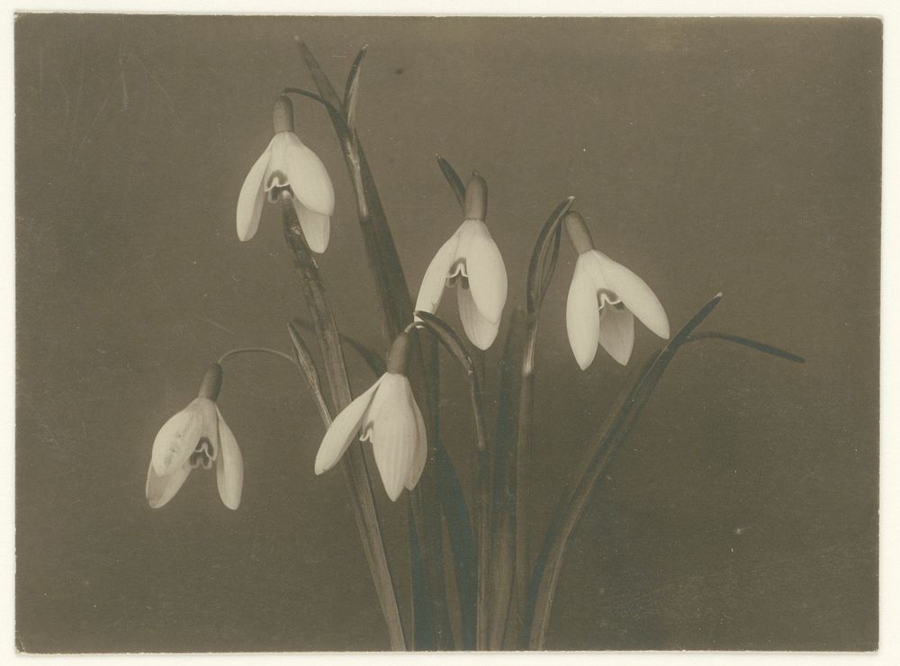 Sneeuwklokjes (1900 - before 1915) by Richard Tepe