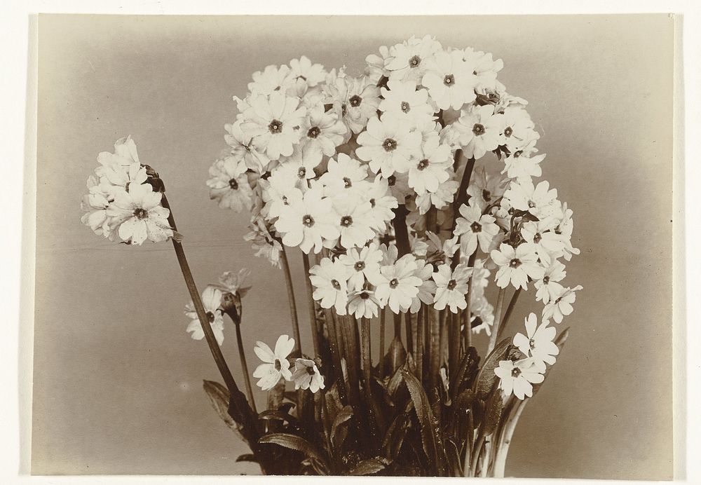 Primula rosea of sleutelbloem (c. 1900 - c. 1930) by Richard Tepe