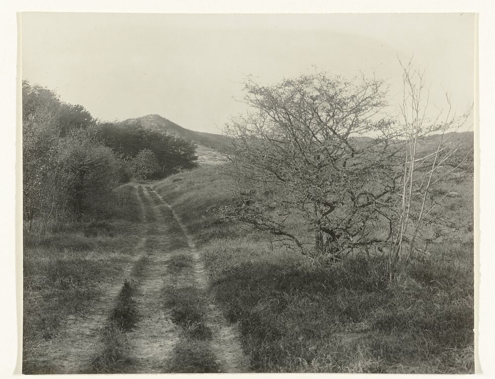 Duinlandschap (1900 - 1930) by Richard Tepe