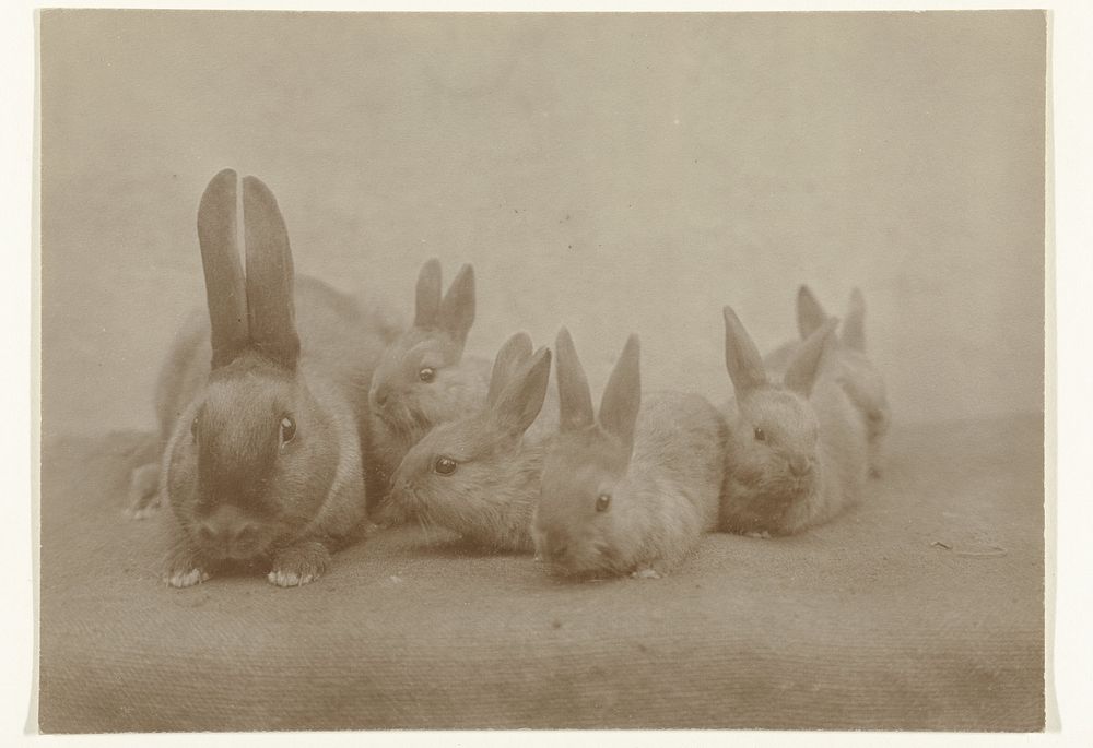 Thuringerwoud Konijn met vijf jongen (1900 - 1930) by Richard Tepe