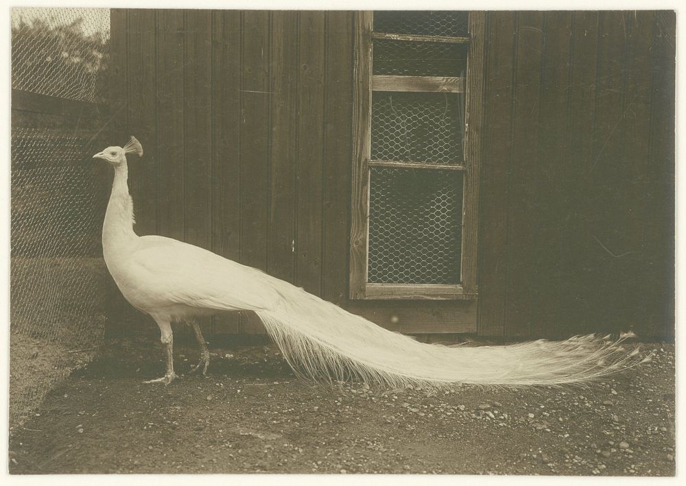 Dierstudie van een pauw (1900 - 1930) by Richard Tepe