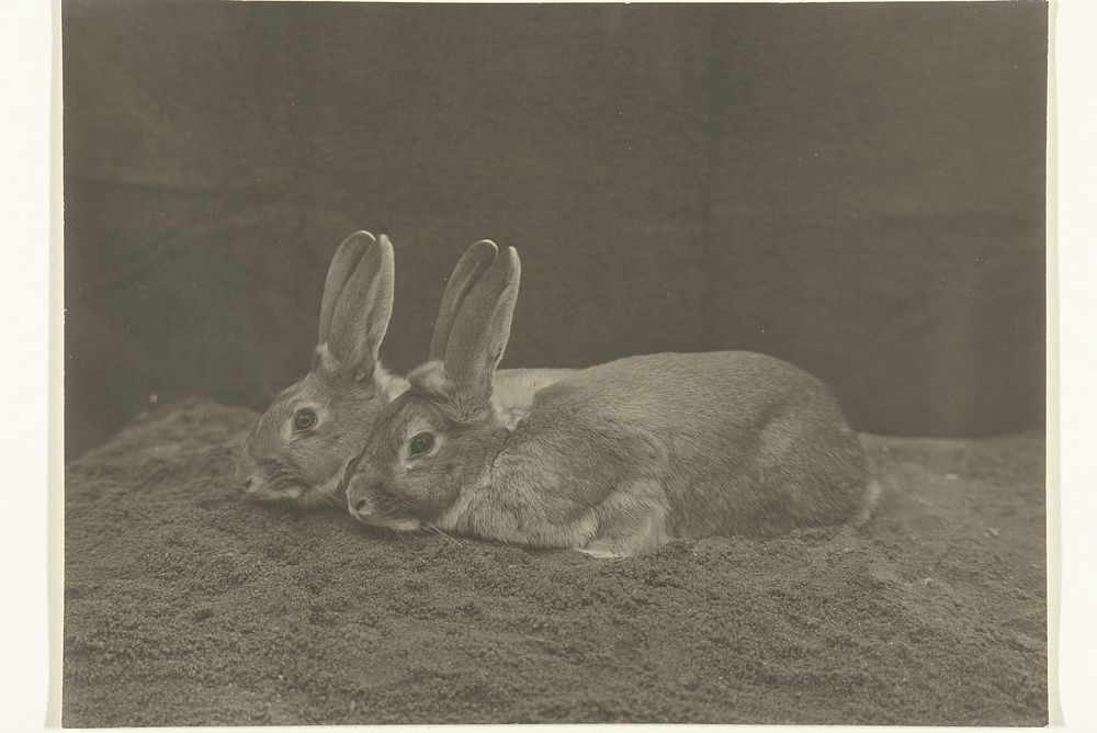 Twee konijnen (1900 - 1930) by Richard Tepe