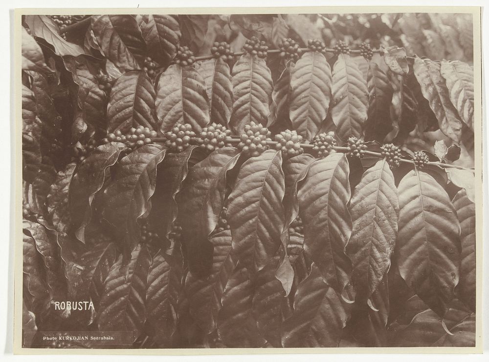 Koffieplant met vruchten (Robusta), voormalig Nederlands-Indië (c. 1890 - c. 1935) by Onnes Kurkdjian