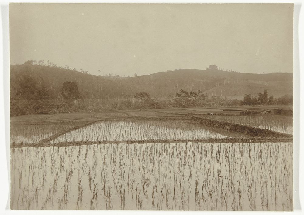 Landschap met sawah, voormalig Nederlands-Indië (c. 1900) by Onnes Kurkdjian