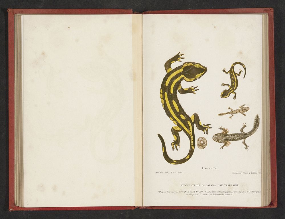 Evolutie van ei tot salamander (c. 1890 - in or before 1900) by anonymous, Prieur and Dubois, Marie Phisalix and Prieur and…