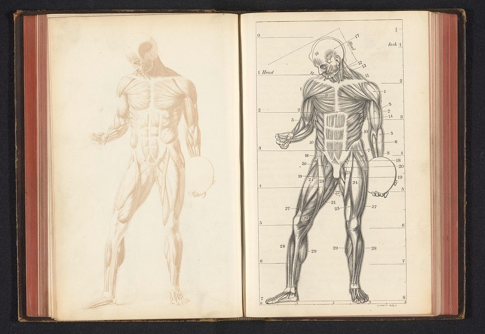 Fotoreproductie van een tekening, voorstellende een spiermodel van het menselijk lichaam (c. 1858 - in or before 1868) by…