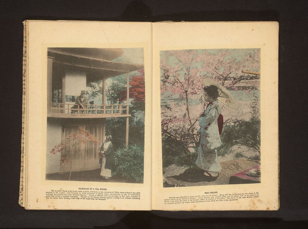 The cherry (c. 1886 - in or before 1896) by anonymous and Kazumasa Ogawa