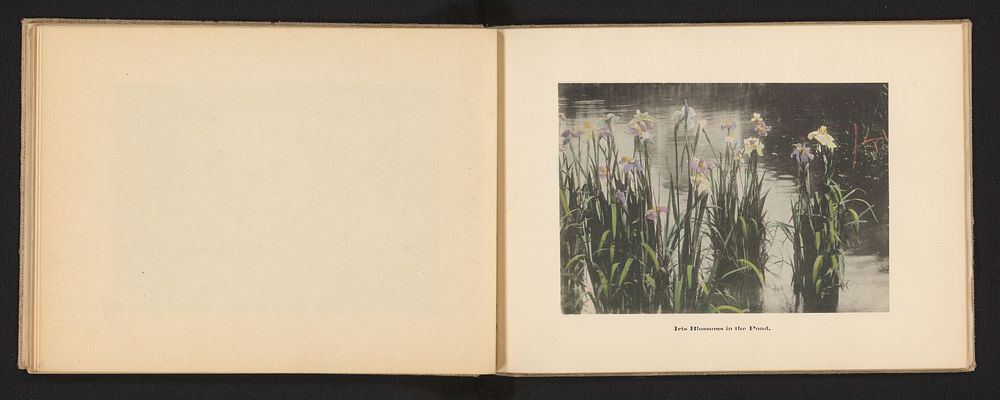 Irissen in bloei in een vijver in Japan (c. 1895 - c. 1905) by Kōzaburō Tamamura