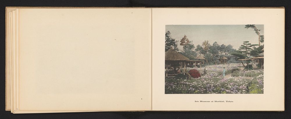 Tuin vol irissen in de wijk Horikiri in Tokyo (c. 1895 - c. 1905) by Kōzaburō Tamamura