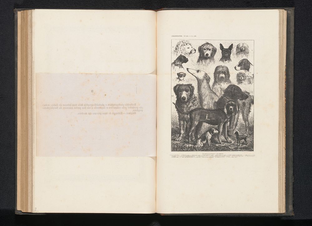 Fotoreproductie van een prent, voorstellende verschillende hondenrassen (c. 1866 - in or before 1876) by anonymous and E…